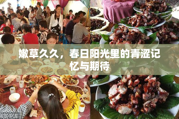 嫩草久久，春日阳光里的青涩记忆与期待
