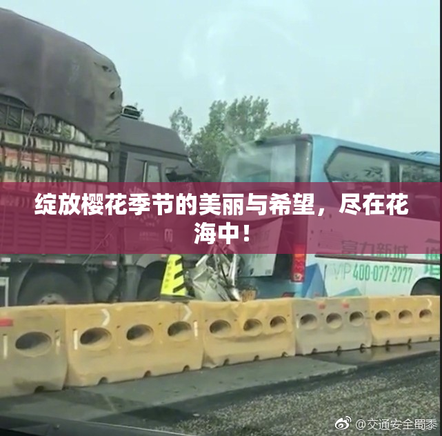 绽放樱花季节的美丽与希望，尽在花海中！