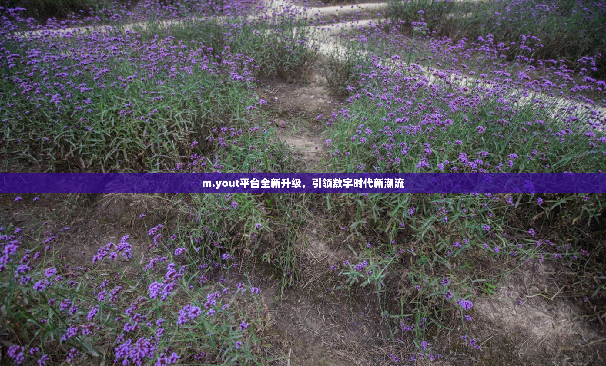 m.yout平台全新升级，引领数字时代新潮流