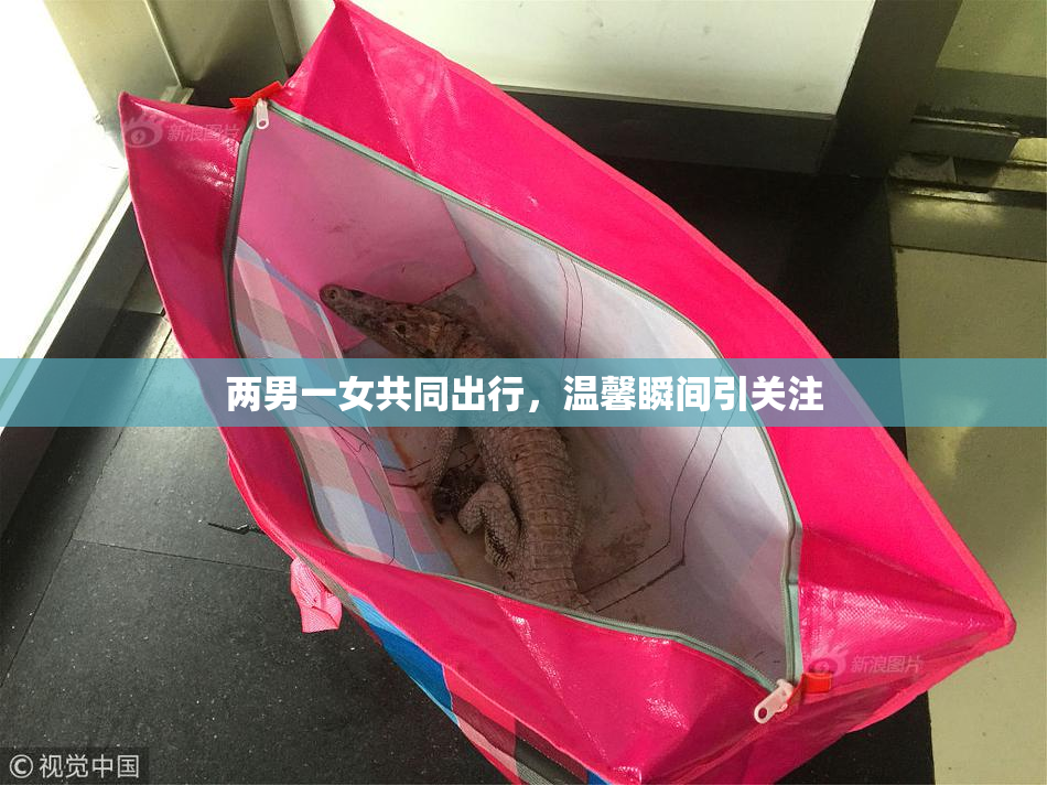 两男一女共同出行，温馨瞬间引关注