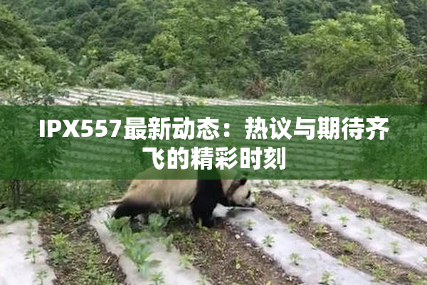IPX557最新动态：热议与期待齐飞的精彩时刻