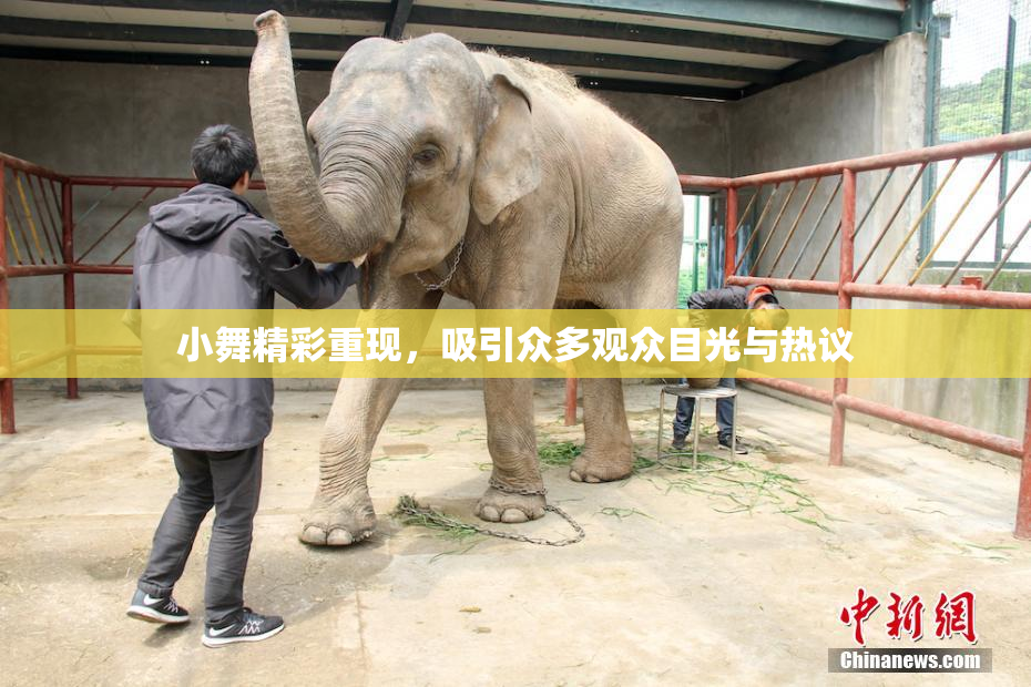 小舞精彩重现，吸引众多观众目光与热议