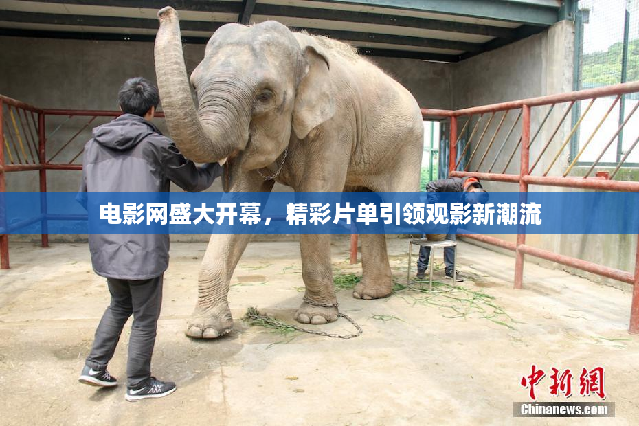 电影网盛大开幕，精彩片单引领观影新潮流
