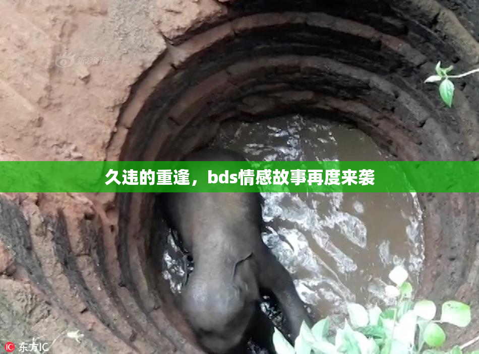久违的重逢，bds情感故事再度来袭