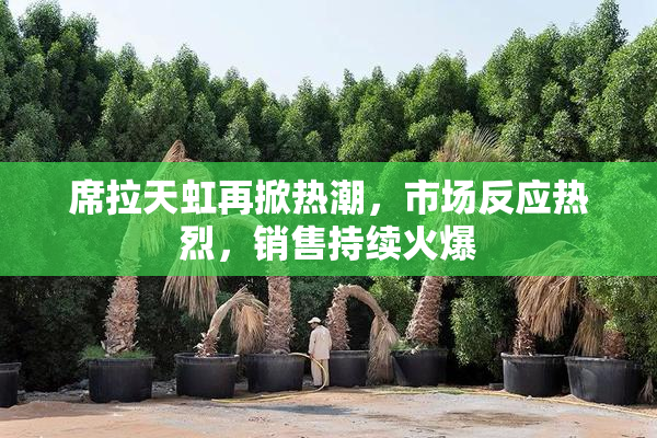 席拉天虹再掀热潮，市场反应热烈，销售持续火爆