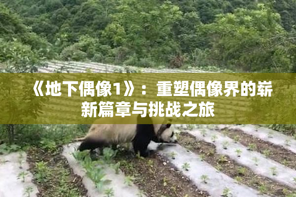 《地下偶像1》：重塑偶像界的崭新篇章与挑战之旅