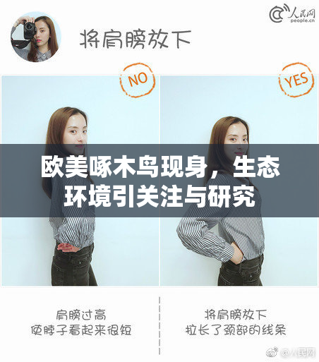 欧美啄木鸟现身，生态环境引关注与研究