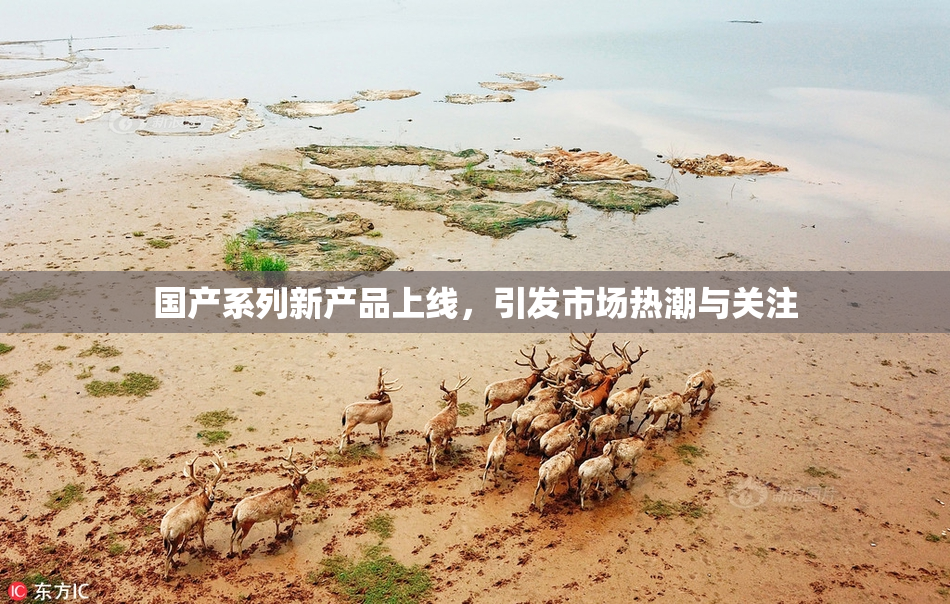 国产系列新产品上线，引发市场热潮与关注