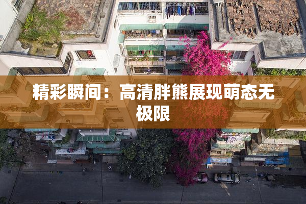 精彩瞬间：高清胖熊展现萌态无极限