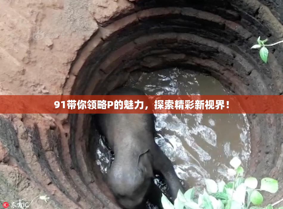 91带你领略P的魅力，探索精彩新视界！