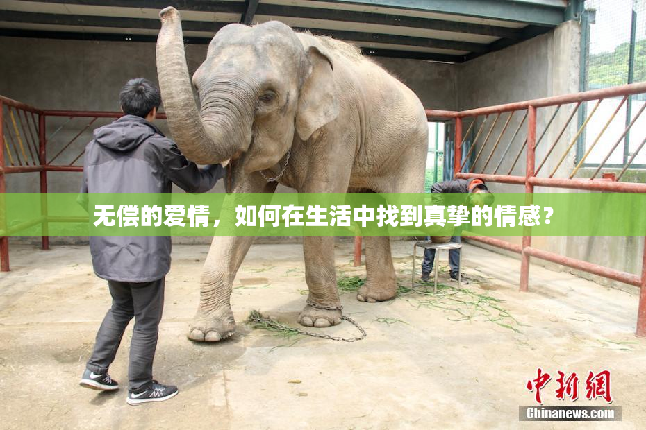 无偿的爱情，如何在生活中找到真挚的情感？
