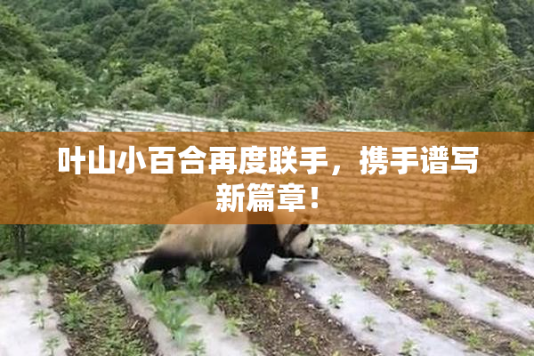叶山小百合再度联手，携手谱写新篇章！