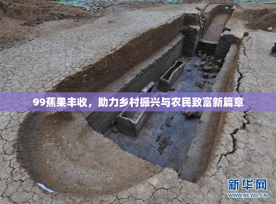 99蕉果丰收，助力乡村振兴与农民致富新篇章