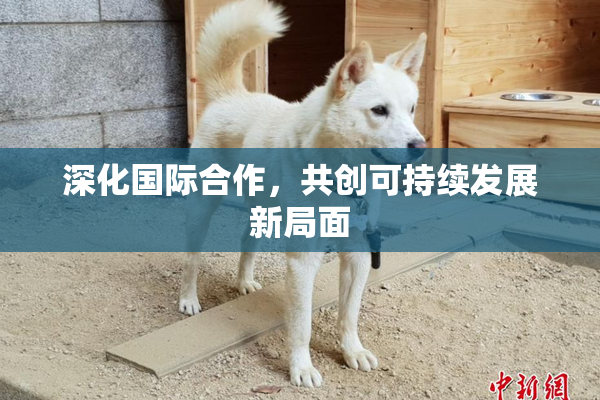 深化国际合作，共创可持续发展新局面