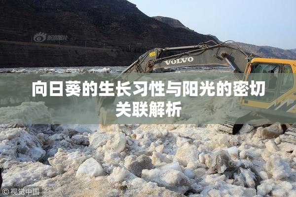 向日葵的生长习性与阳光的密切关联解析