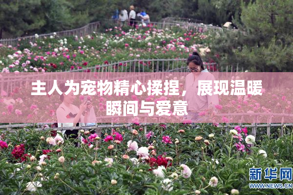 主人为宠物精心揉捏，展现温暖瞬间与爱意
