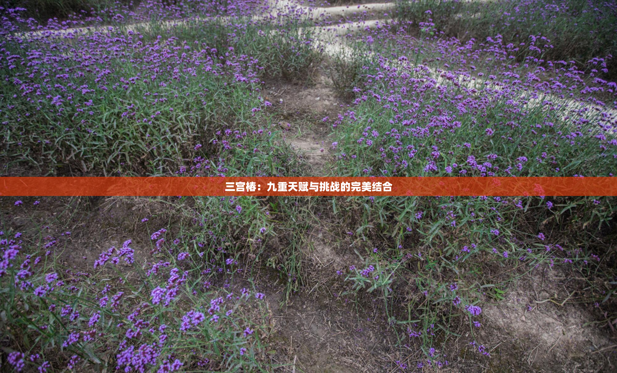 三宫椿：九重天赋与挑战的完美结合