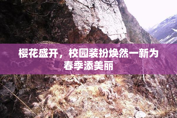 樱花盛开，校园装扮焕然一新为春季添美丽