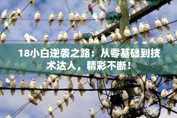 18小白逆袭之路：从零基础到技术达人，精彩不断！