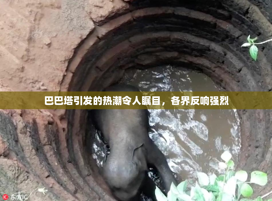 巴巴塔引发的热潮令人瞩目，各界反响强烈