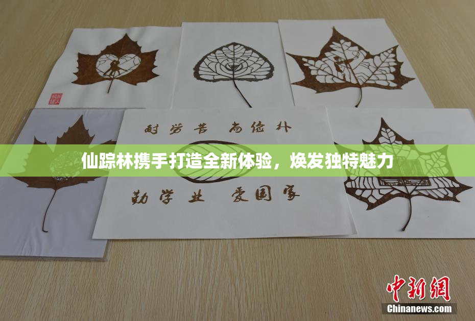 仙踪林携手打造全新体验，焕发独特魅力