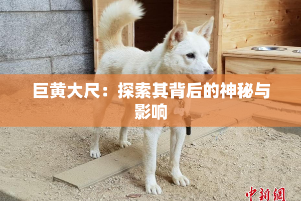 巨黄大尺：探索其背后的神秘与影响