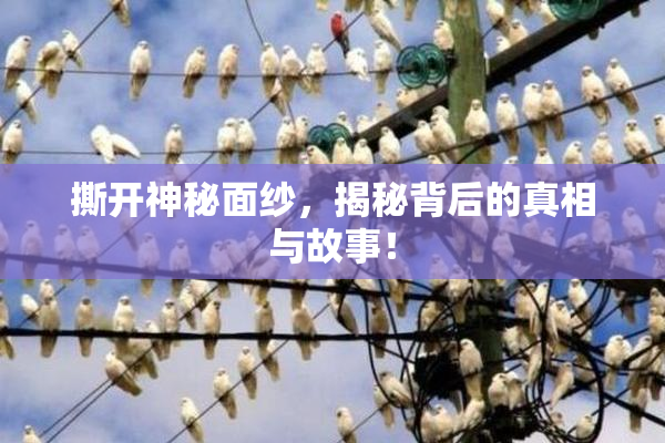 撕开神秘面纱，揭秘背后的真相与故事！