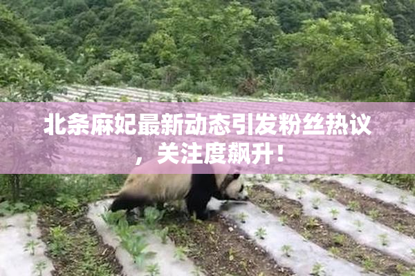 北条麻妃最新动态引发粉丝热议，关注度飙升！