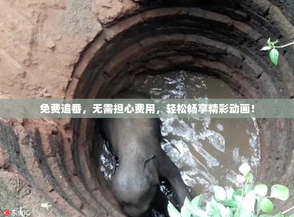 免费追番，无需担心费用，轻松畅享精彩动画！