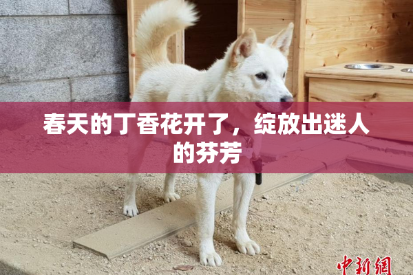 春天的丁香花开了，绽放出迷人的芬芳