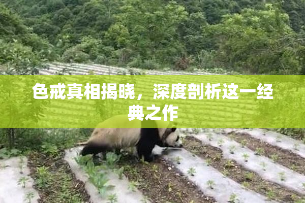色戒真相揭晓，深度剖析这一经典之作