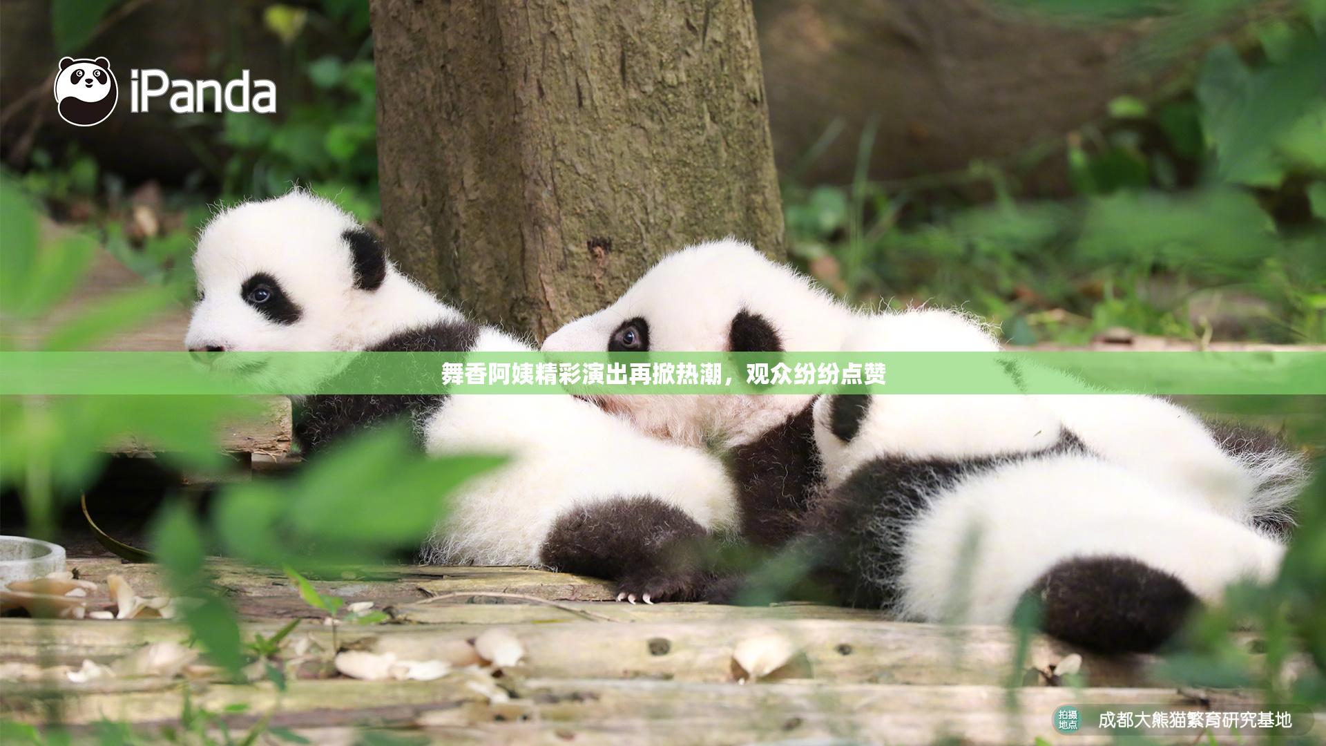 舞香阿姨精彩演出再掀热潮，观众纷纷点赞