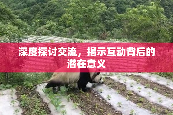 深度探讨交流，揭示互动背后的潜在意义