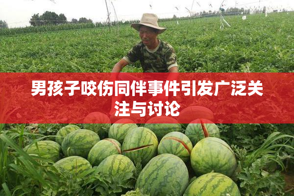男孩子咬伤同伴事件引发广泛关注与讨论