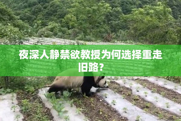 夜深人静禁欲教授为何选择重走旧路？