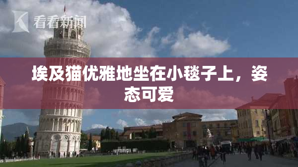 埃及猫优雅地坐在小毯子上，姿态可爱
