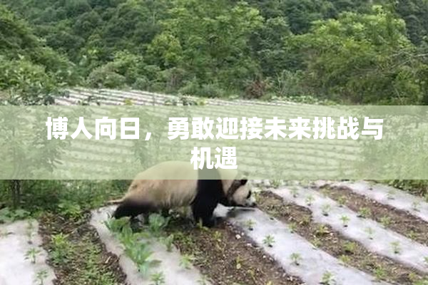 博人向日，勇敢迎接未来挑战与机遇