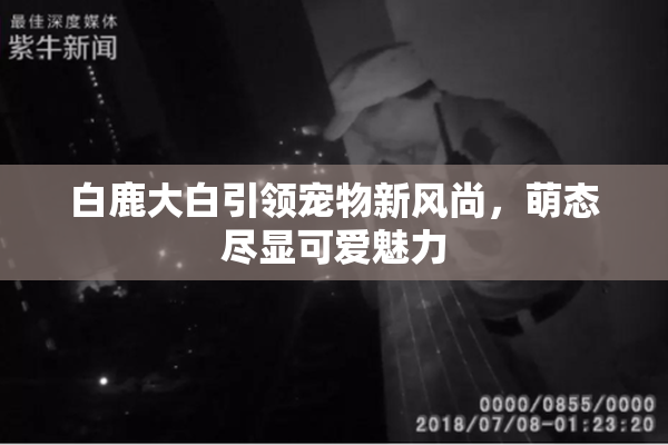 白鹿大白引领宠物新风尚，萌态尽显可爱魅力