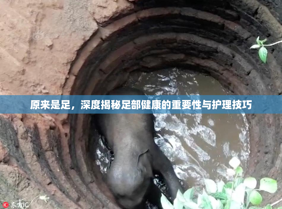 原来是足，深度揭秘足部健康的重要性与护理技巧