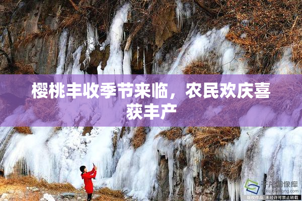 樱桃丰收季节来临，农民欢庆喜获丰产