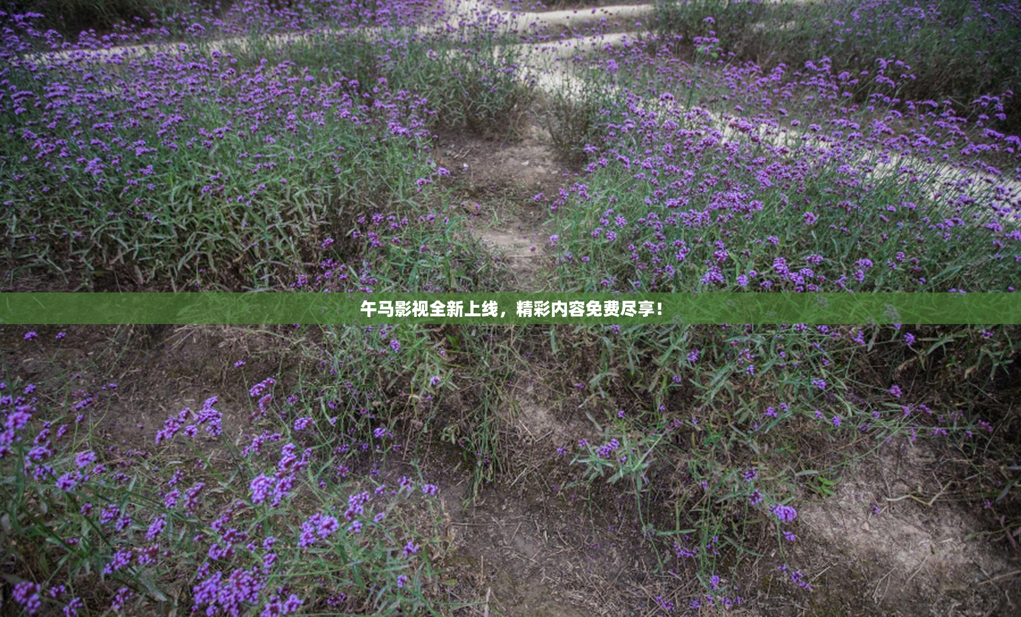 午马影视全新上线，精彩内容免费尽享！