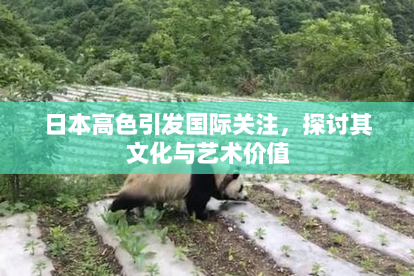 日本高色引发国际关注，探讨其文化与艺术价值
