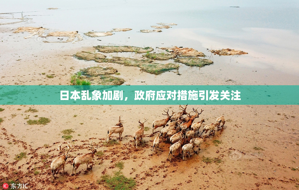 日本乱象加剧，政府应对措施引发关注