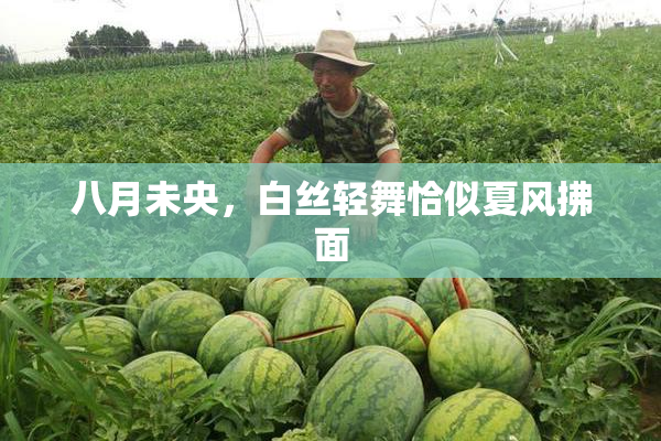 八月未央，白丝轻舞恰似夏风拂面