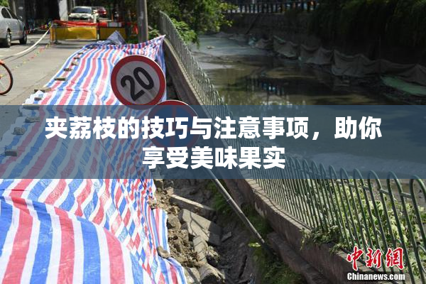 夹荔枝的技巧与注意事项，助你享受美味果实