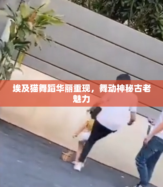 埃及猫舞蹈华丽重现，舞动神秘古老魅力