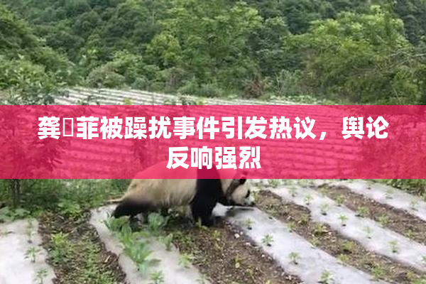 龚玥菲被躁扰事件引发热议，舆论反响强烈