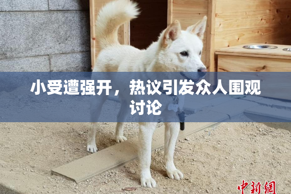 小受遭强开，热议引发众人围观讨论