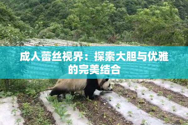成人蕾丝视界：探索大胆与优雅的完美结合