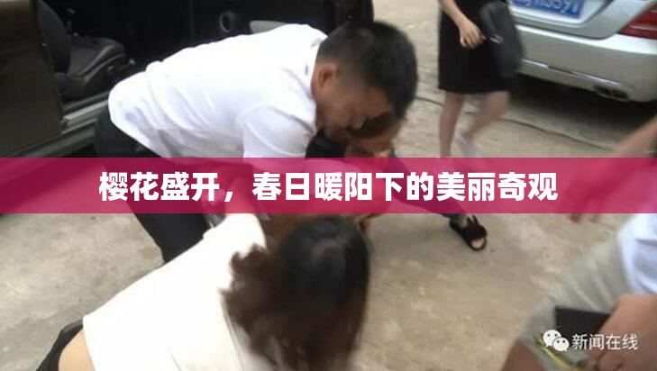 樱花盛开，春日暖阳下的美丽奇观